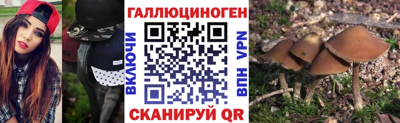 Купить где  Тырныауз  Псилоцибиновые грибы мицелий 